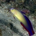 dartfish_decorated_woe_sim_v_0012_tha3753.jpg